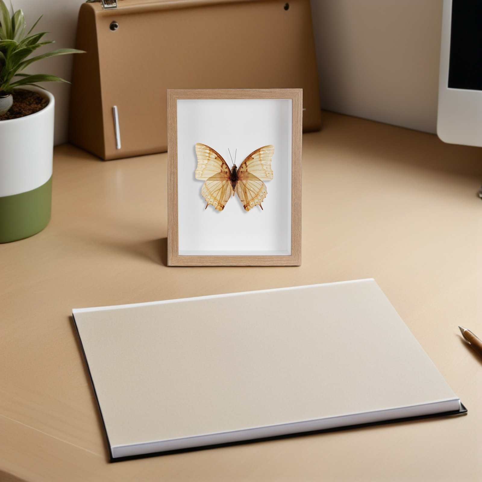 Wooden Framed Bug Display Case - Woodworking Show ulasan dan harga