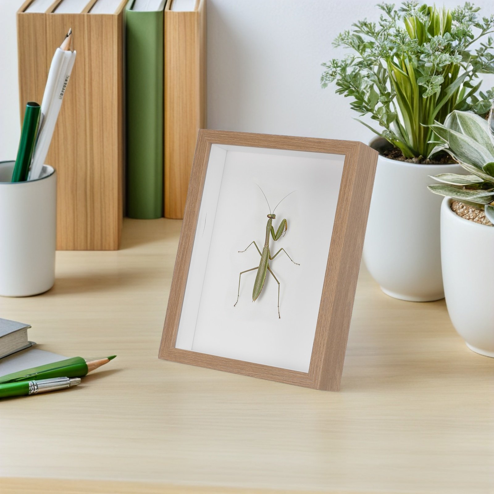 Wooden Framed Bug Display Case - Woodworking Show ulasan dan harga